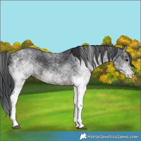 Horse Color:White Spotted Brown Rabicano 