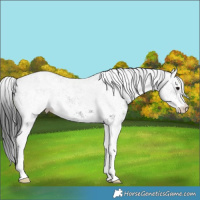 Horse Color:White Spotted Black 