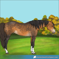 Horse Color:Buckskin 