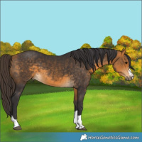 Horse Color:Buckskin 