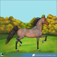 Horse Color:Bay Roan 