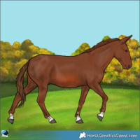 Horse Color:Chestnut 