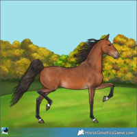 Horse Color:Bay 