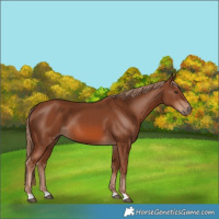 Horse Color:Chestnut 
