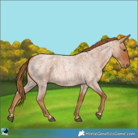 Horse Color:Red Roan 