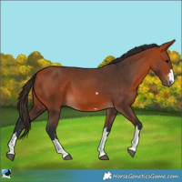 Horse Color:Bay 