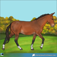 Horse Color:Bay 