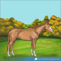 Horse Color:Chestnut 