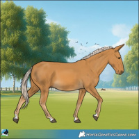 Horse Color:Palomino 