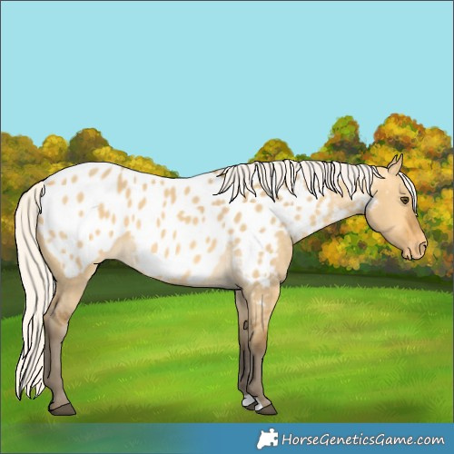 Horse Color:Silver Buckskin Dun Appaloosa 