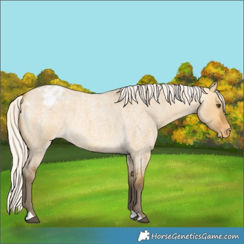 Horse Color:Silver Buckskin Roan Dun Appaloosa