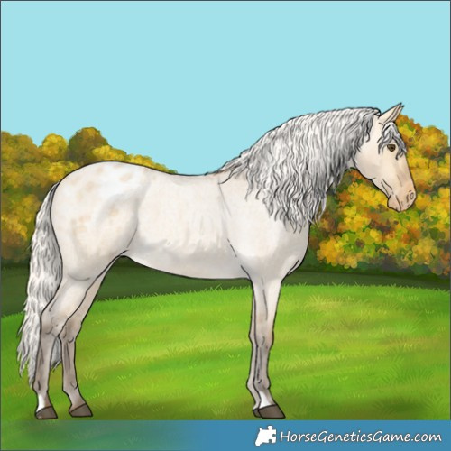 Horse Color:Silver Buckskin Roan Dun Varnish 
