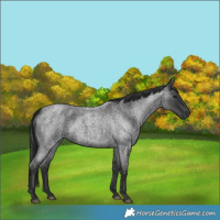 Horse Color:Blue Roan 