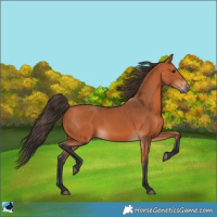 Horse Color:Bay 