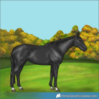 Horse Color:Black 