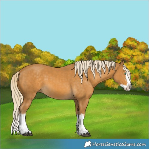 Horse Color:Palomino Splash  and Palomino Splash 