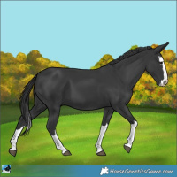 Horse Color:Black Splash 