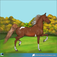Horse Color:Chestnut Tobiano