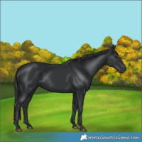 Horse Color:Black 