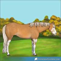 Horse Color:Palomino Splash  and Palomino Splash 