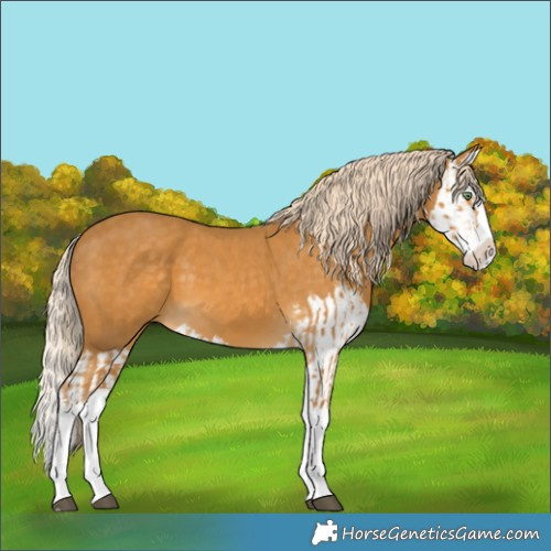 Horse Color:Palomino Splash and Palomino Splash