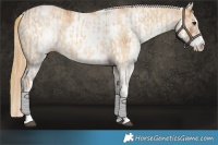 Horse Color:White Spotted Red Dun Rabicano and Gray White Spotted Red Dun Rabicano