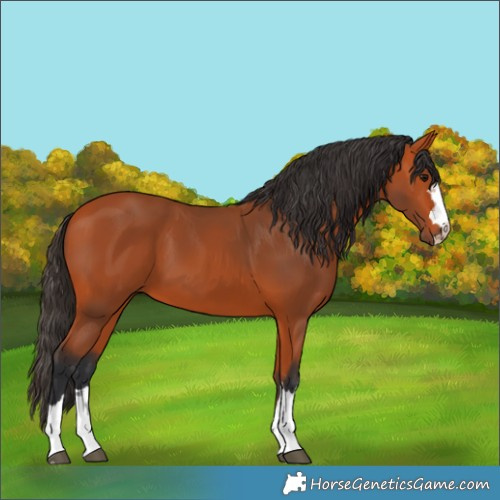 Horse Color:Bay 