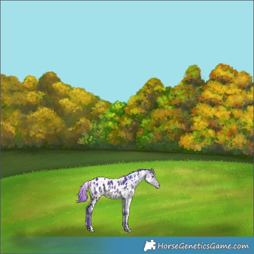 Horse Color:Painted Watercolor White Spotted Chocolate Brown Chinchilla Ice Near Leopard