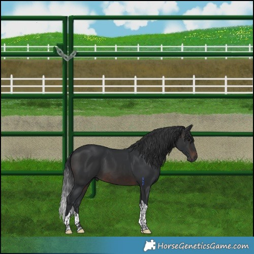 Horse Color:Brown Tobiano 