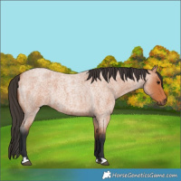 Horse Color:Bay Roan 