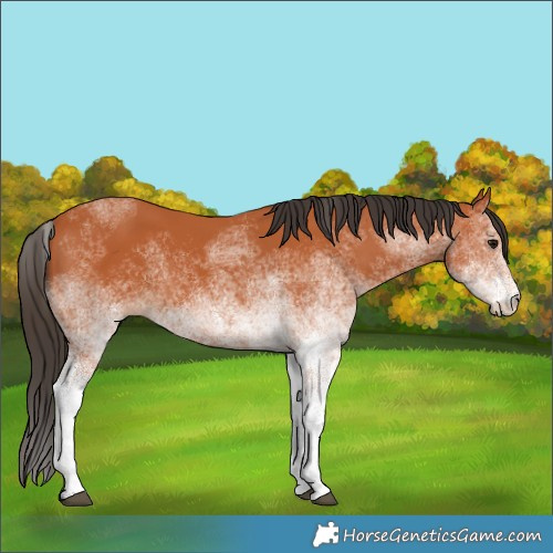 Horse Color:White Spotted Bay