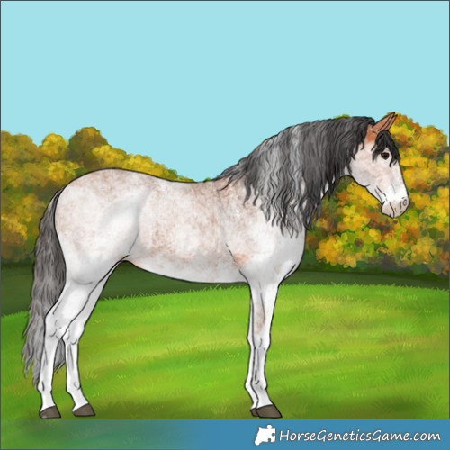 Horse Color:White Spotted Bay