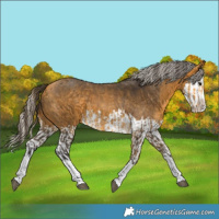Horse Color:Buckskin Splash  and Silver Buckskin Splash 