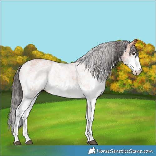 Horse Color:White Spotted Bay 