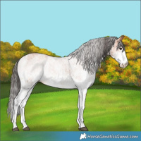 Horse Color:White Spotted Bay 