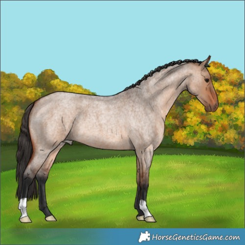 Horse Color:Bay Roan Dun 