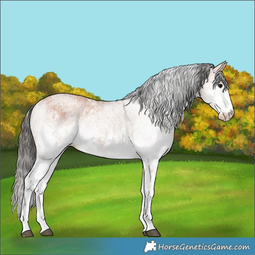 Horse Color:White Spotted Bay 