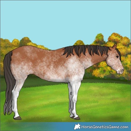 Horse Color:White Spotted Bay 