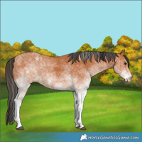Horse Color:White Spotted Bay 