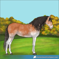Horse Color:White Spotted Bay 