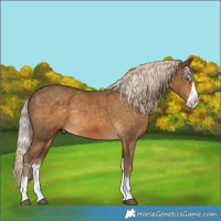 Horse Color:Chocolate Palomino Splash and Chocolate Palomino Splash Frame