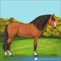 Horse Color:Bay 