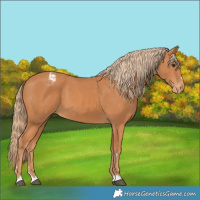 Horse Color:Chestnut Appaloosa 