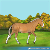 Horse Color:Palomino Splash  and Palomino Splash 