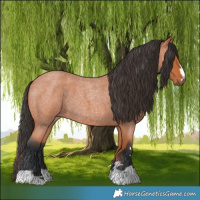 Horse Color:Bay Roan 