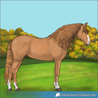 Horse Color:Chestnut 