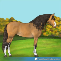 Horse Color:Buckskin 