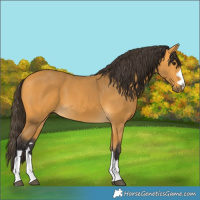 Horse Color:Buckskin
