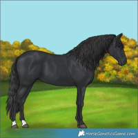 Horse Color:Black 