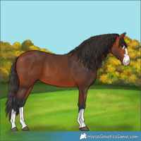 Horse Color:Bay 